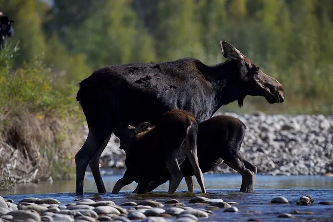 Full-Day Wildlife Tour with Scopes