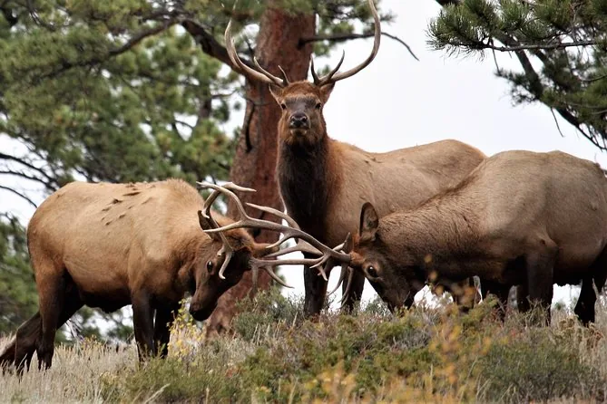 Bull elk sparring with locked antlers among pines