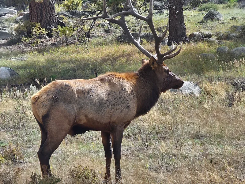 A bull elk with large antlers in dry grass among boulders