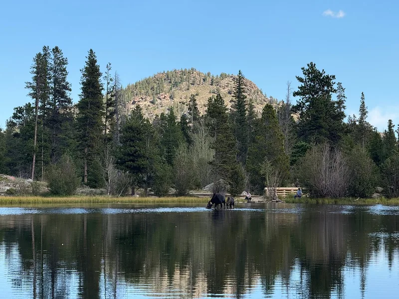 A moose wading at the edge of a calm lake reflecting pines