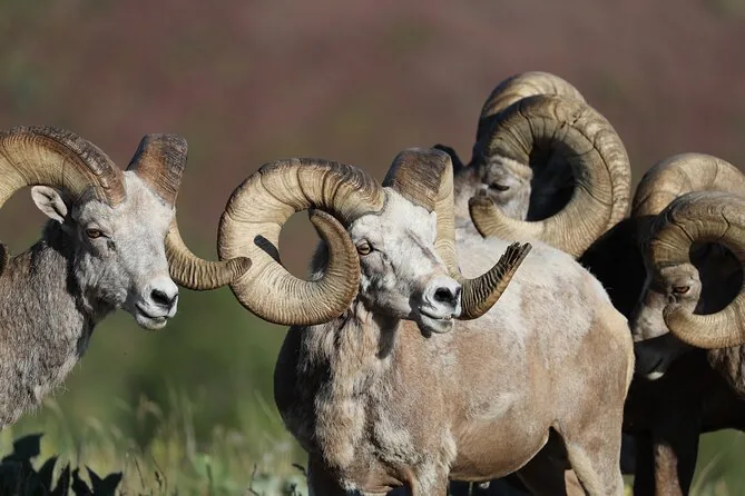 Bighorn rams with heavy curled horns