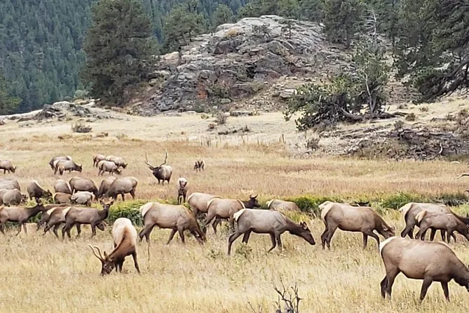 A herd of elk grazing in a golden meadow below rocky outcrops