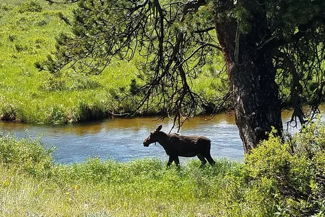 A moose walking along a grassy riverbank under a pine