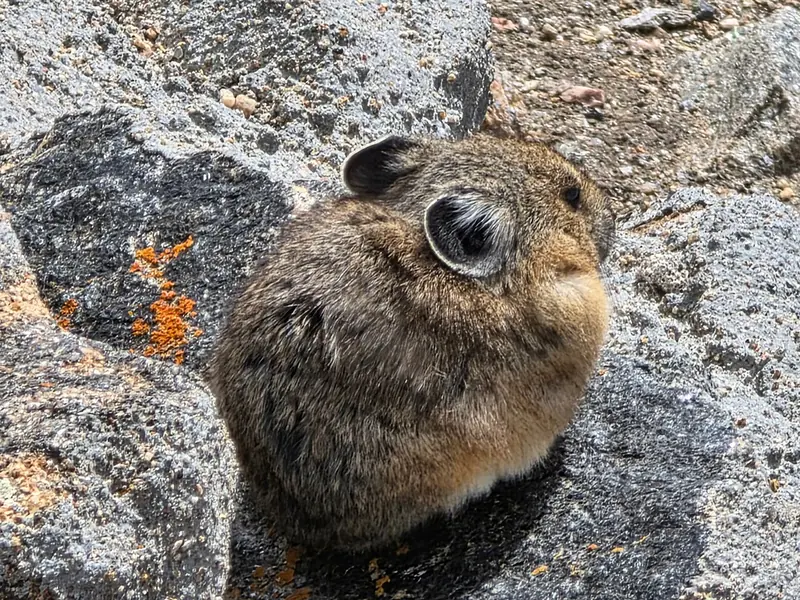 A pika sitting on lichen-covered granite
